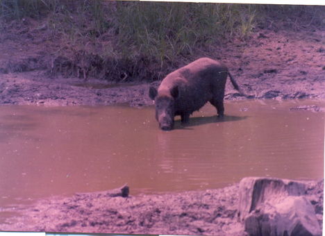 Ámoros szóró dagonya  1994  08