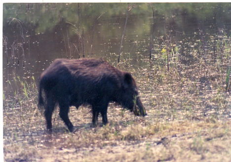 Ámoros szóró mellett 1994 08