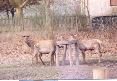 Az öregháznál 1991 III. eleje