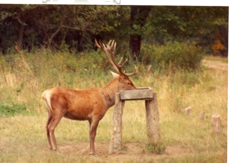 Az öregháznál  szelid bika Muki. 1994