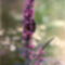 Az ujházzal szemben 1994 08. a bogarat a kép kedvéért én tettem a virágra
