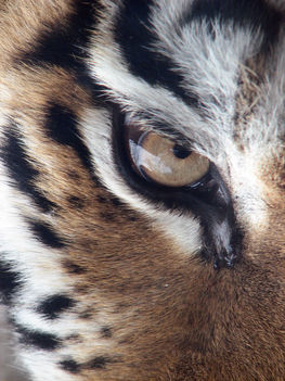 Amur_Tiger_Panthera_tigris_altaica_Eye_2112px_edit