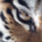 Amur_Tiger_Panthera_tigris_altaica_Eye_2112px_edit
