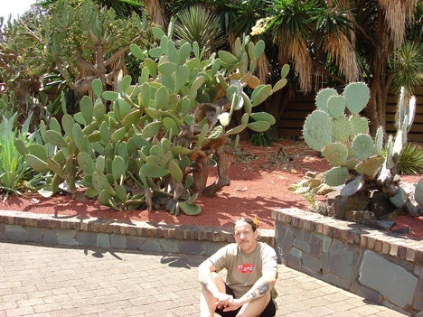 Kaktusz kert