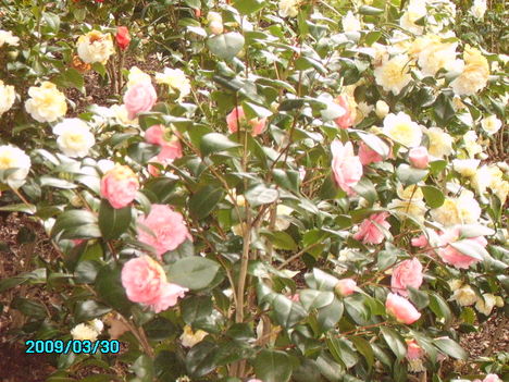 PICT0064