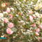 PICT0064