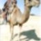 Az öreg tuareg