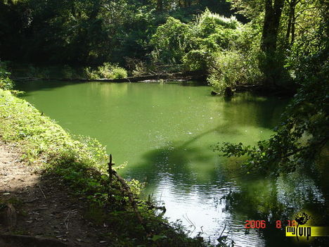 Tatai holtág
