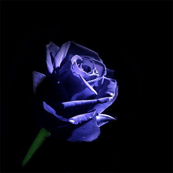 Kék rózsaszál