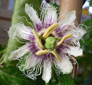 passiflora-edulis