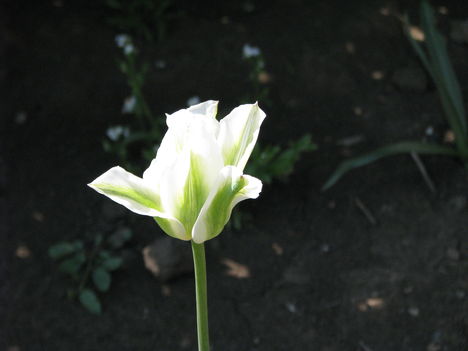 Feher tulipan