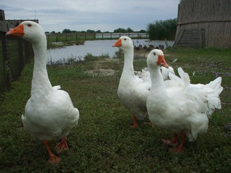 Hortobágy