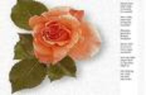 images10