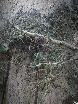 N31