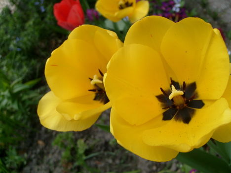 S.tulipán