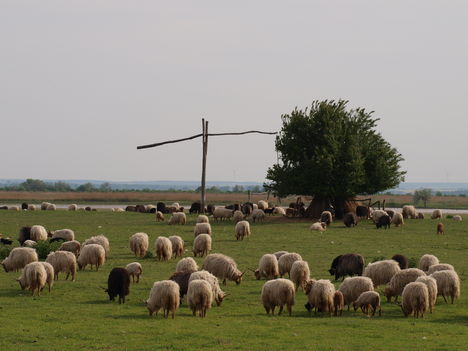 A legelésző nyáj