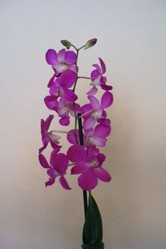 Dendrobium/Orhidea/