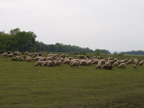 Fűnyírók