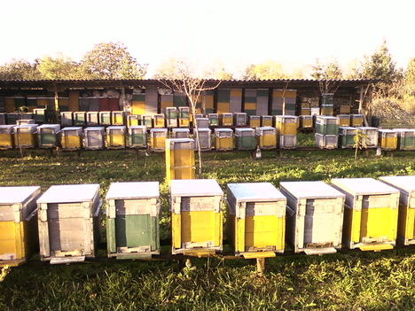 méhek 2009