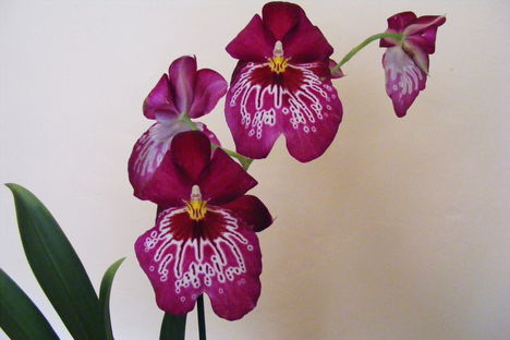 orchideák Miltonia