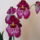 orchideák Miltonia