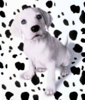 DALMATA