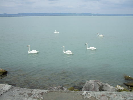  Balaton hatyui