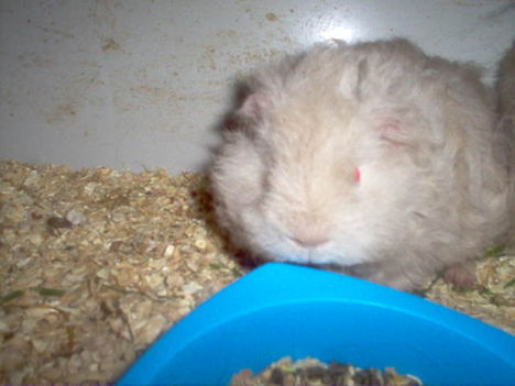 Jézus of King- Pig