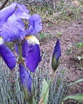 liliom
