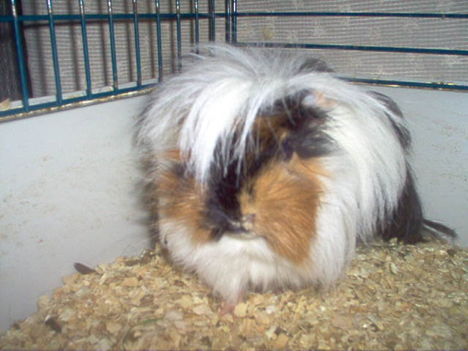 Lütyő