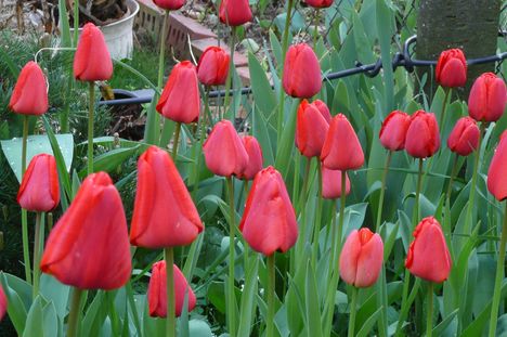 Mama tulipánjai 