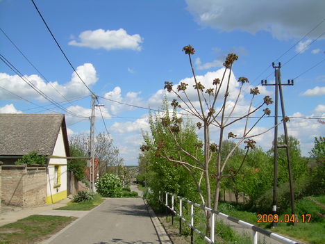 az utcám tavasszal