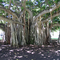 banyan-tree-aerial-root
