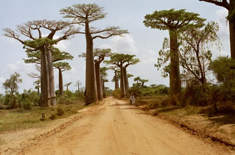 baobab-avenue