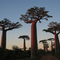 baobab-madagascar