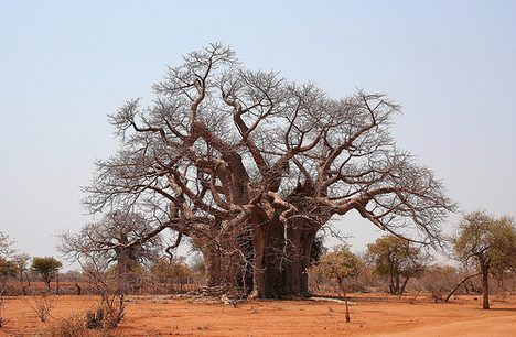 baobab-zimbabwe