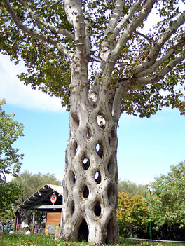 basket-tree