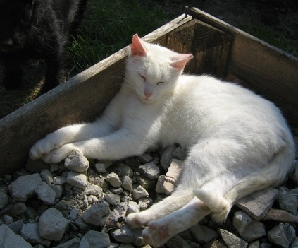 fehér cica sziesztázik