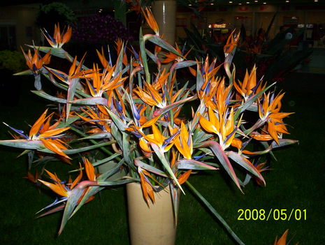 Floralia - Budapest 2008 001