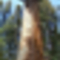 general-sherman-sequoia