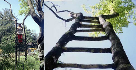 ladder-tree
