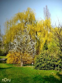 Tavaszkezdetek 015