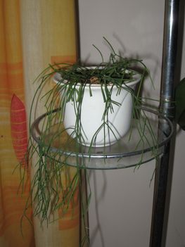 viirágok 002