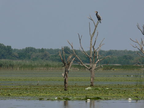 Tisza-tó 4