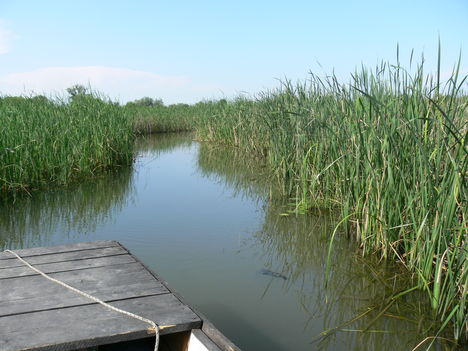 Tisza-tó 5