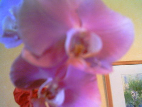 2006-02-18-az én orchideám