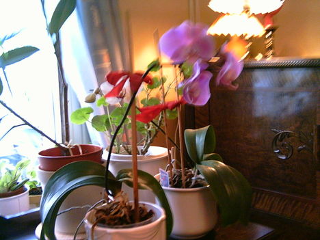 2006-02-18-mina blommor