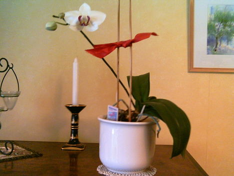 2006-02-18-orchidea