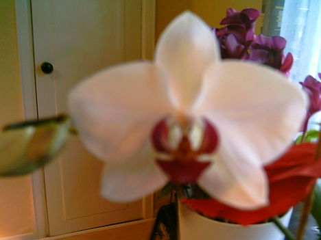 2006-02-18-Örs orchideája
