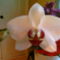 2006-02-18-Örs orchideája